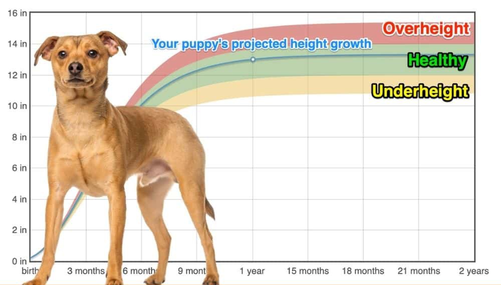 German Pinscher Height+Growth Chart How Tall Will My German Pinscher